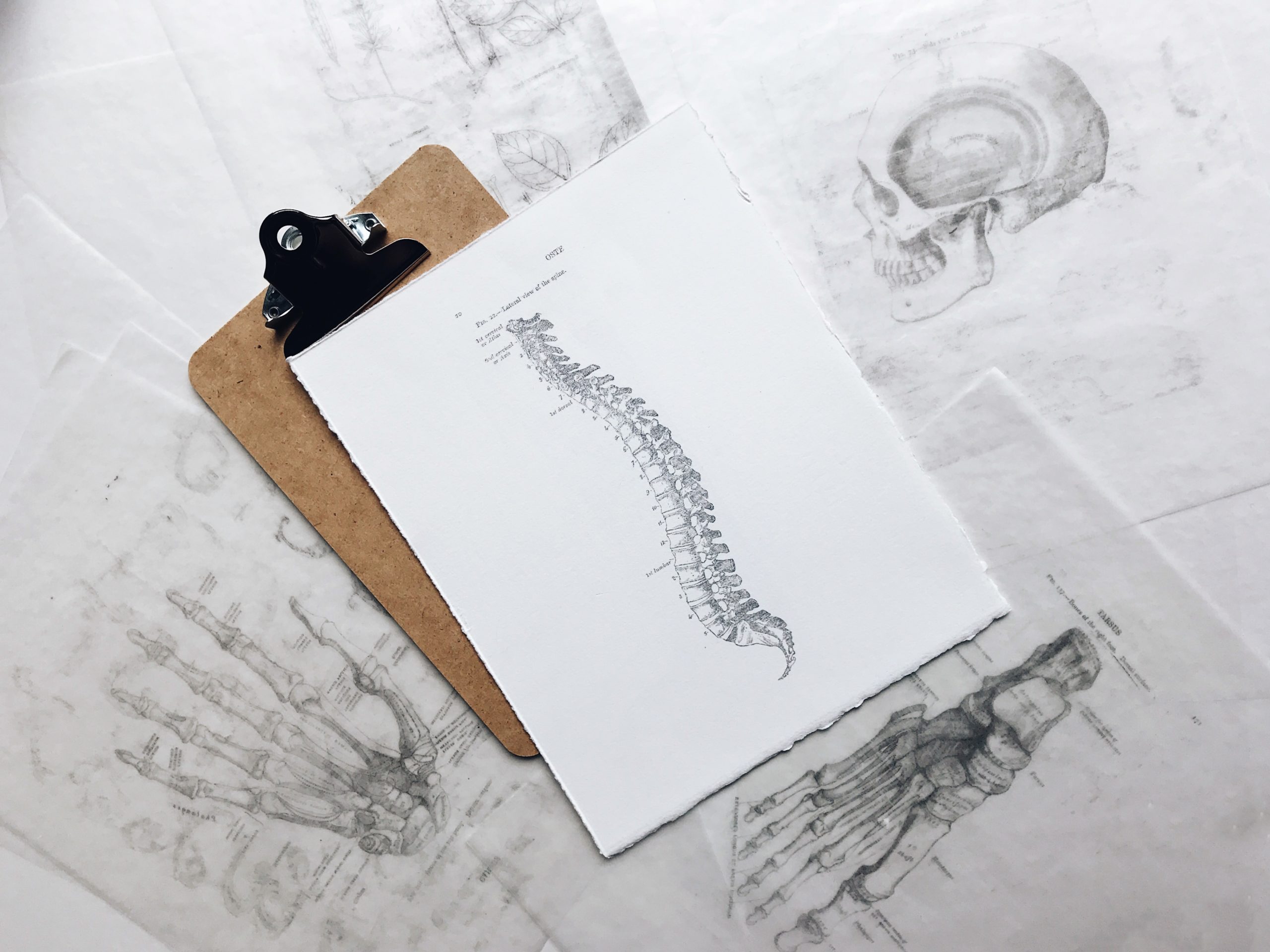 squelette colonne vertébrale ostéopathie